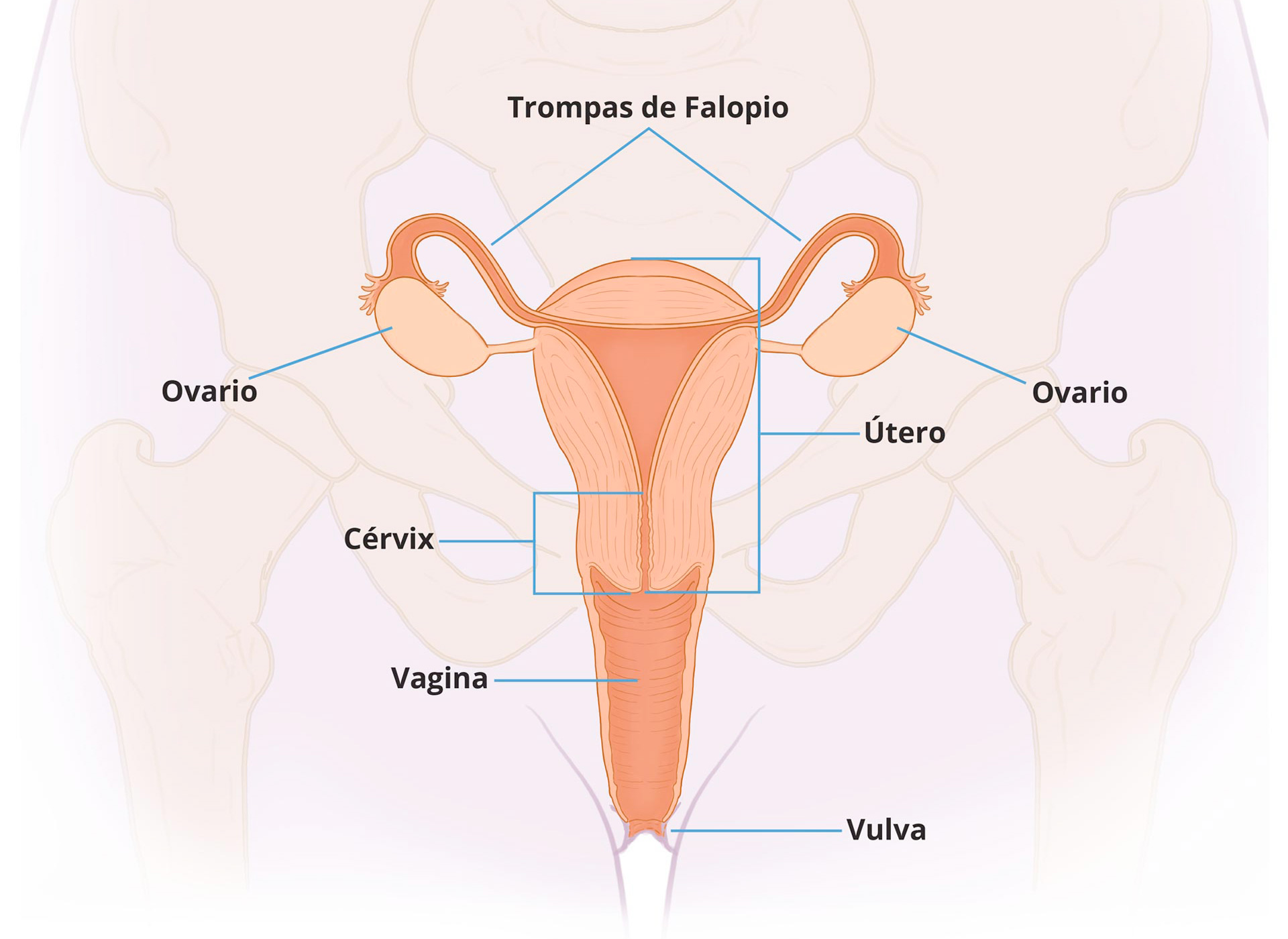 Estr Genos Progestinas Y Tracto Reproductor Femenino