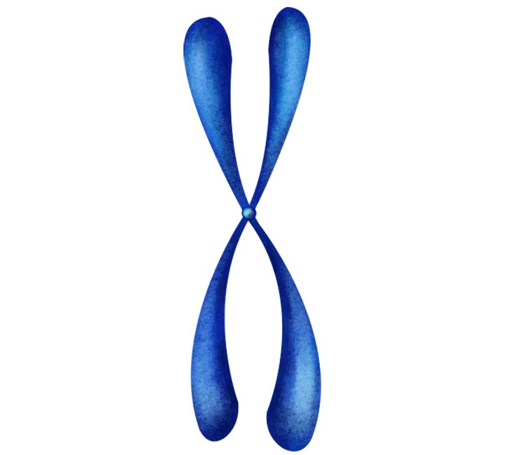 Cromosomas y genes