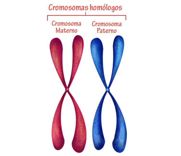 Cromosomas homólogos