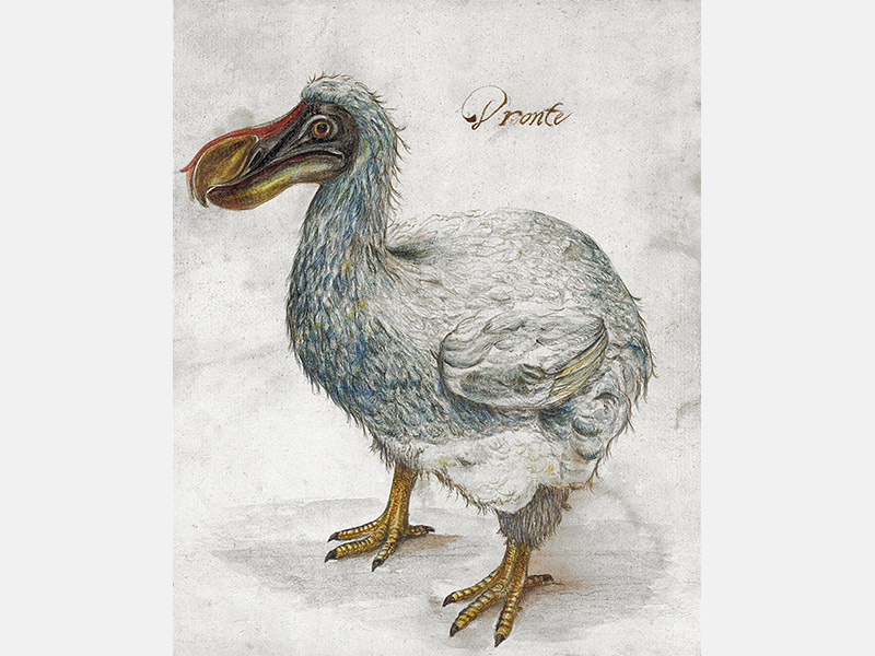 Pájaro dodo