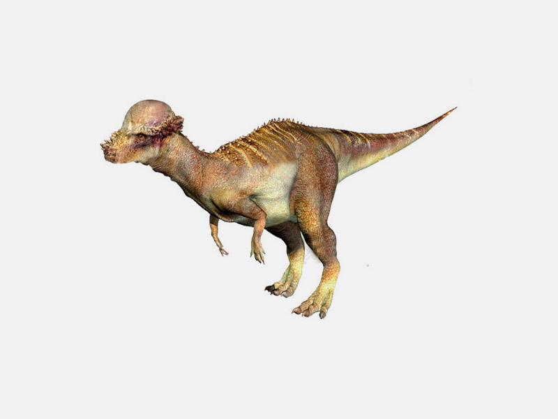 Pachycephalosaurus sp.