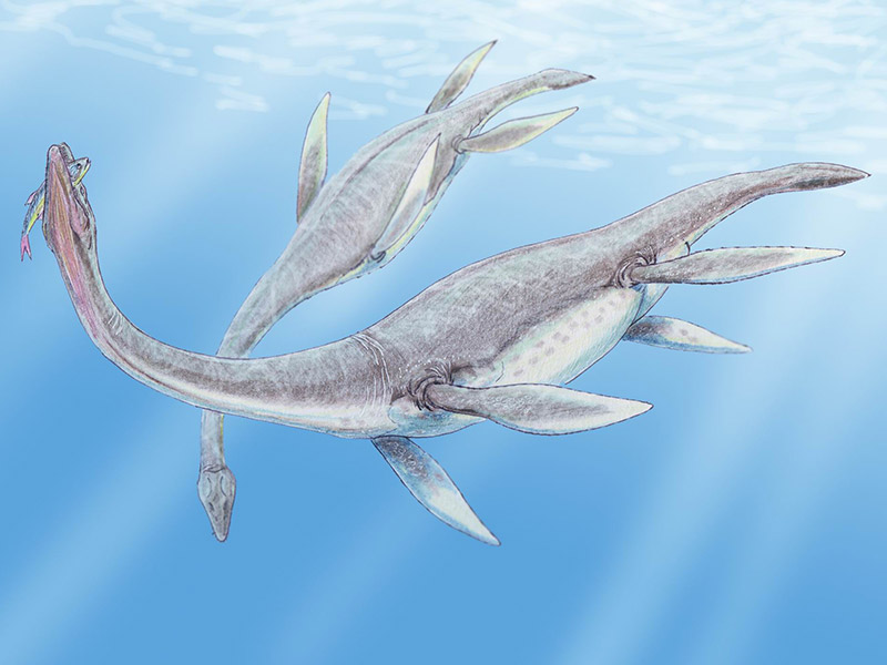 Plesiosaurus sp.