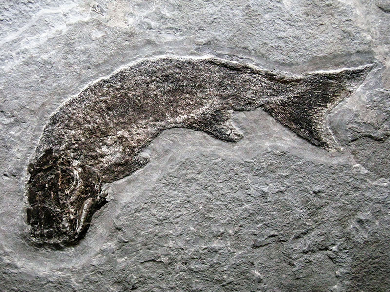 Fósil de pez (Cheirolepis canadensis)