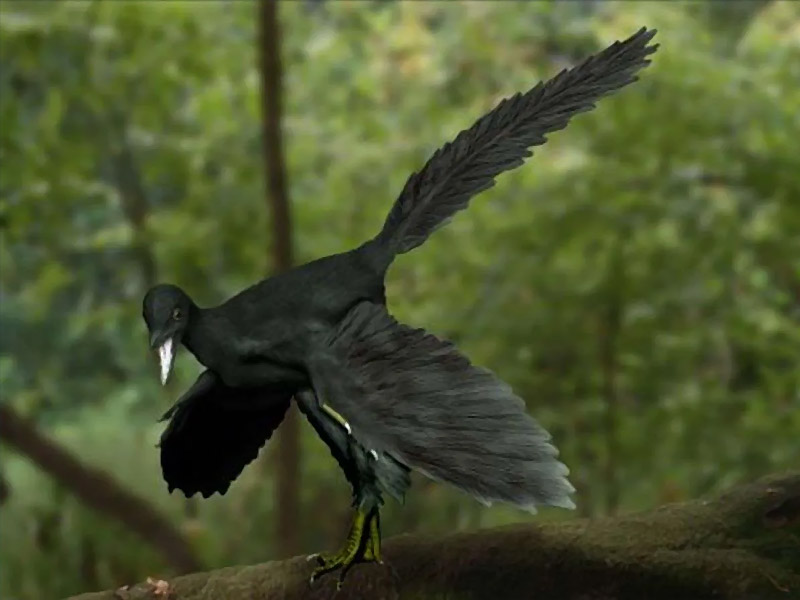Archaeopteryx sp.