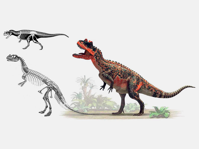 Ceratosaurus sp.