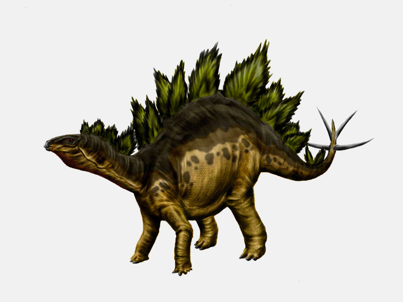 Stegosaurus sp.
