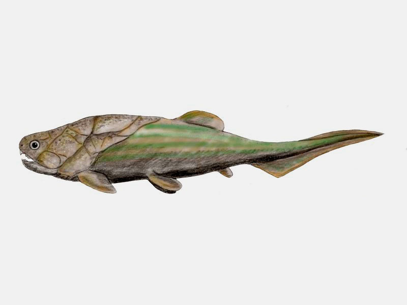 Primeros peces con mandíbula (Placodermos)