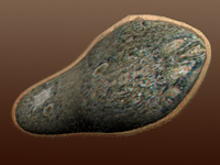 <em>Paramecium aurelia 120 -150 μm</em>