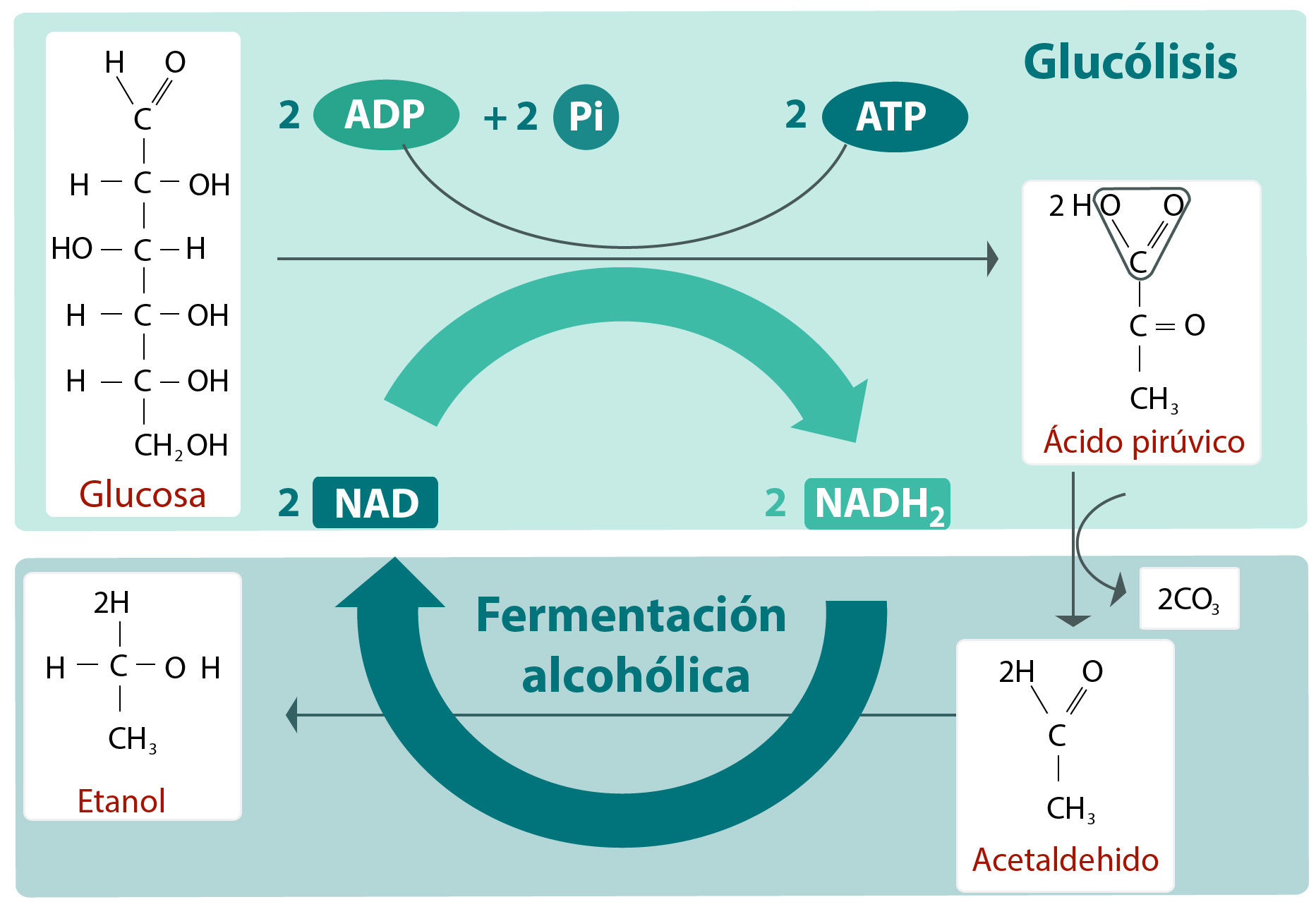 Fermentación alcohólica | Portal Académico del CCH