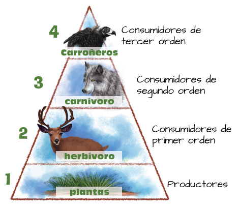 Pirámides ecológicas