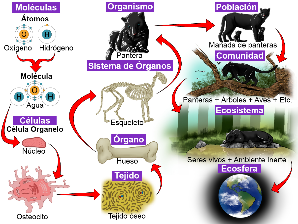 Niveles De Organizacion De Las Especies