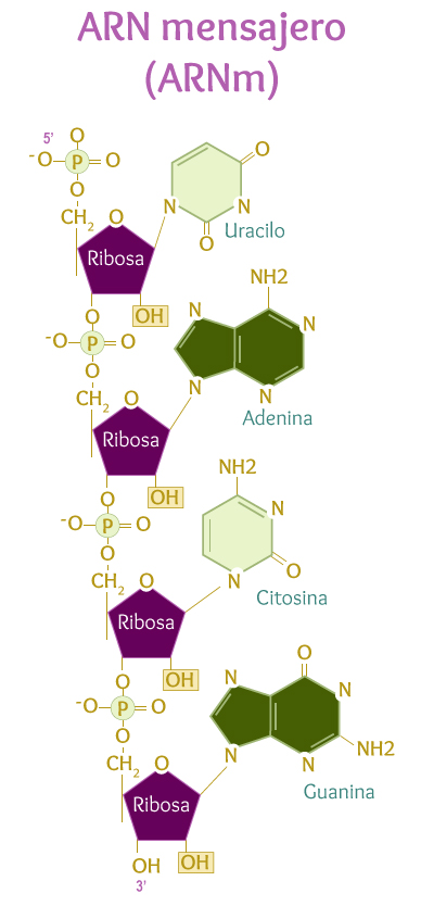 ARN mensajero (ARNm)