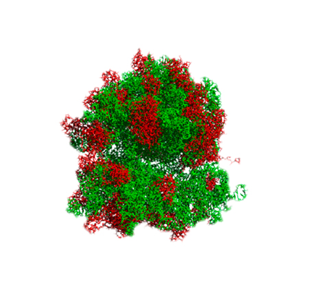 ARN ribosomal (ARNr)