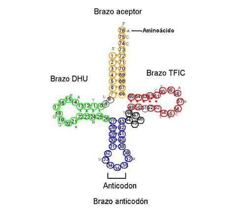 ARN de transferencia (ARNt)