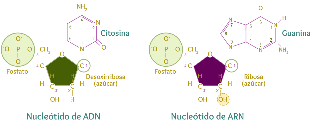 Nucleótido de ADN y Nucleótido de ARN