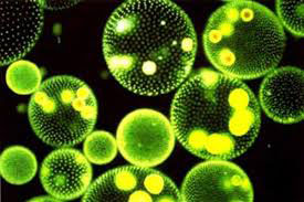 Algas clorofíceas