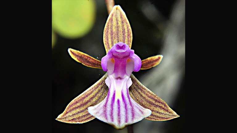 Tetramicra sp, orquídea en peligro de extinción