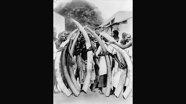 Hombres con colmillos de elefante, en 1900