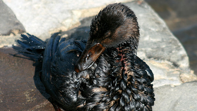 Pato cubierto de petróleo, por el derrame en la Bahía de San Francisco en 2007