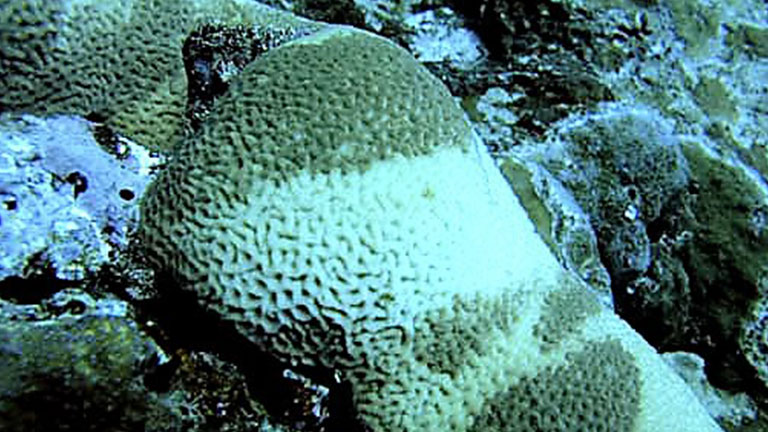 Colonias de corales, parcialmente afectadas por el blanqueo. Samoa Americana