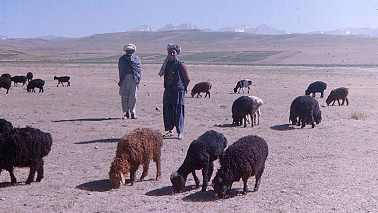 Ovejas de cola gorda pastando en Afganistán